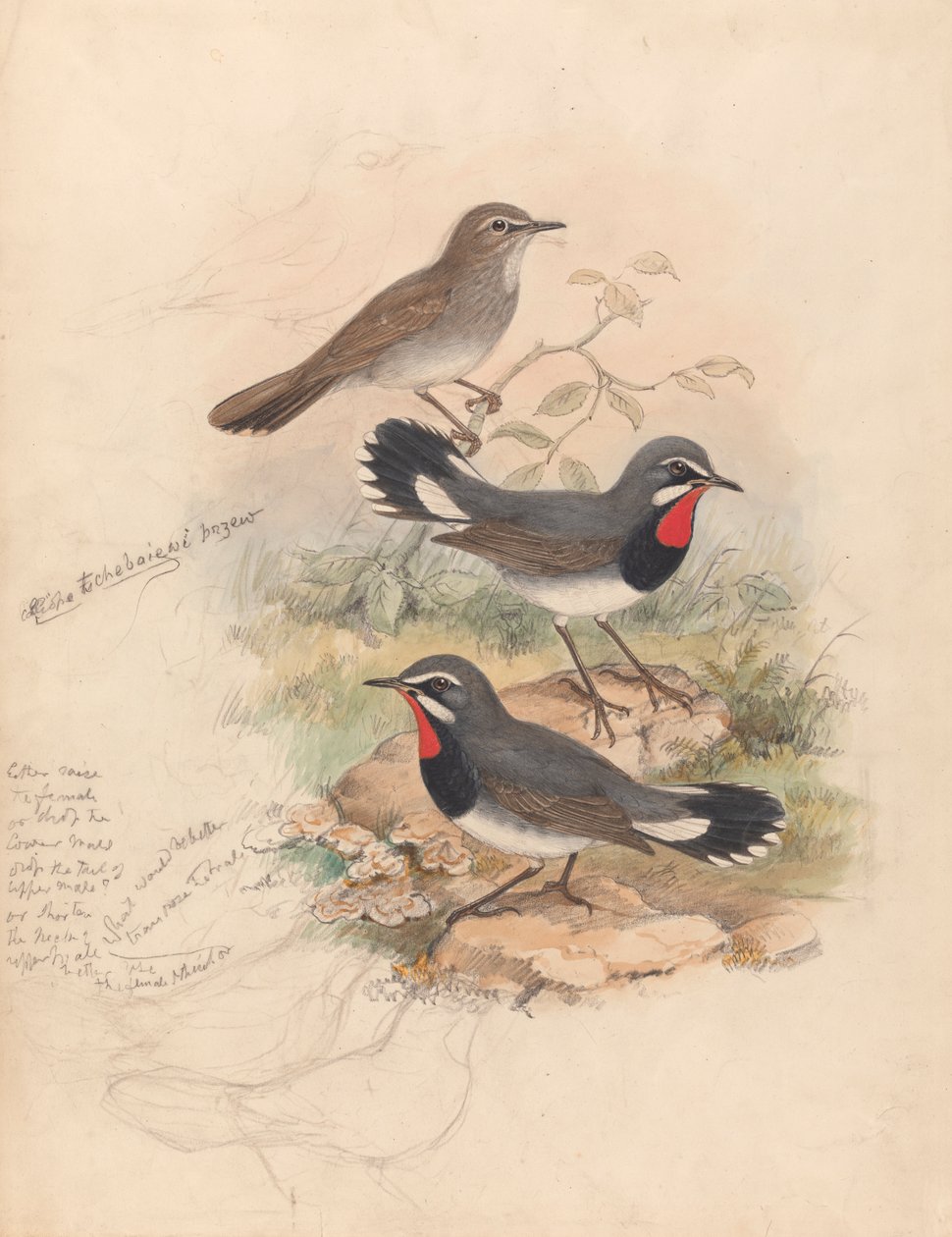 Calliope Tschebaiewi, Prjev. alkotó: John Gould