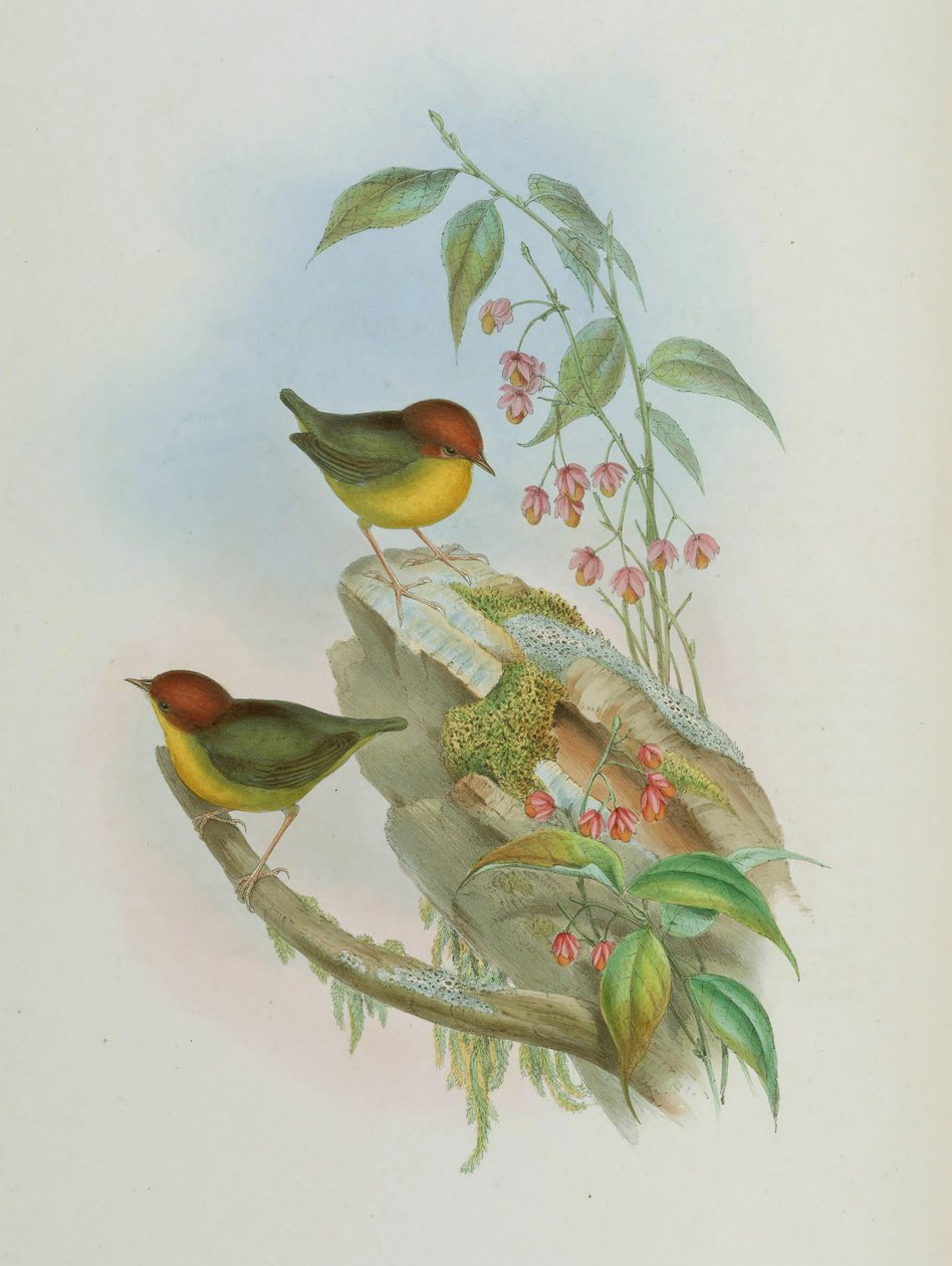 Cettia castaneocoronata alkotó: John Gould