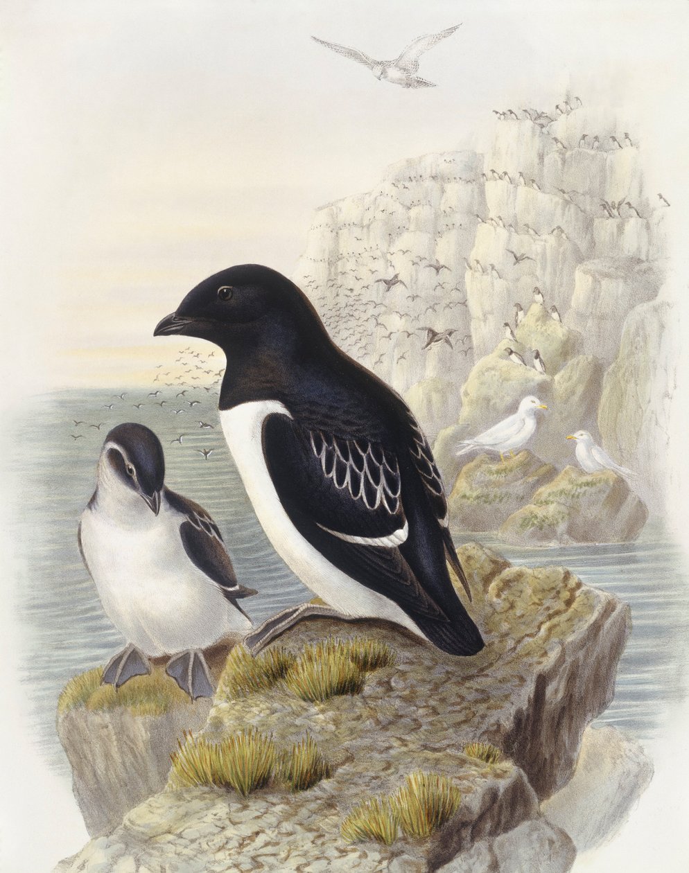 Dovekie (Alle alle), John Gould metszete alkotó: John Gould