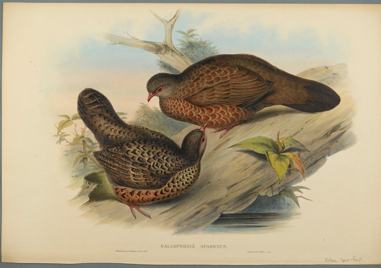 Galloperdix Spadiceus (színes lito szőtt papíron) alkotó: John Gould