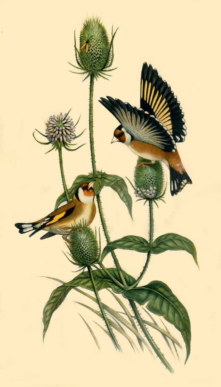 „Aranypintyek”, 1863, 1942. alkotó: John Gould