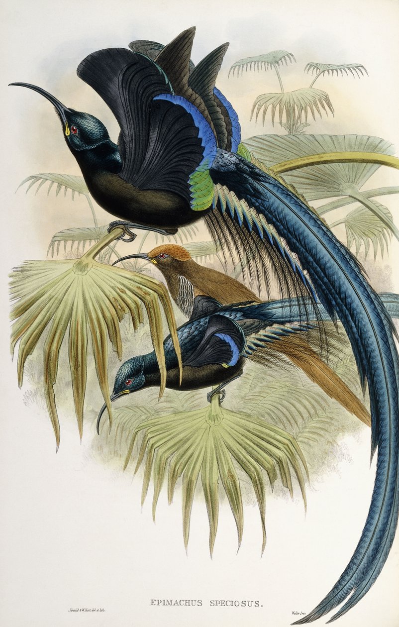 Nagy sarlócsőrű paradicsommadár alkotó: John Gould
