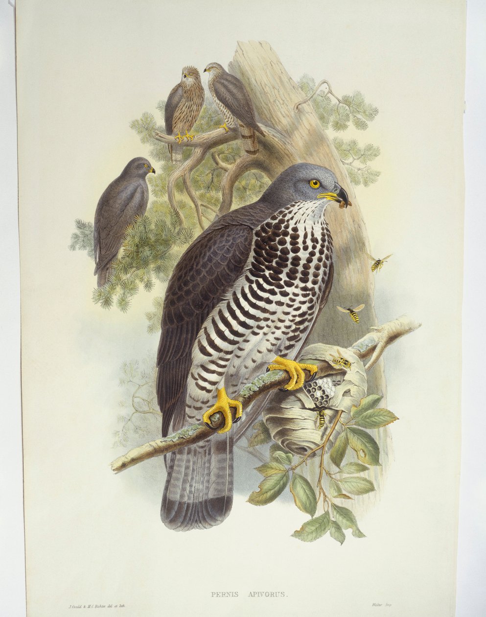 Mézes ölyv (Pernis apivorus), illusztráció alkotó: John Gould