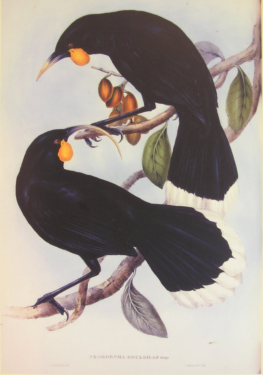 Huia pár illusztráció alkotó: John Gould