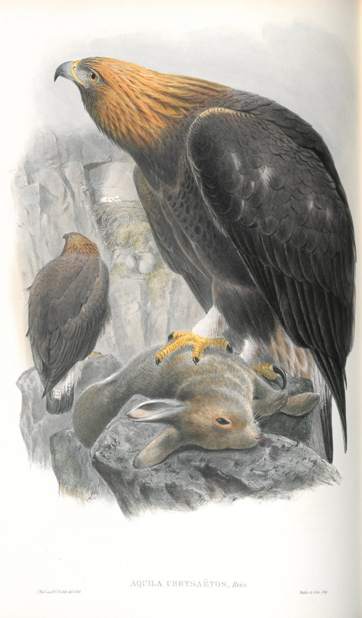 Illusztráció: Aquila Chrysaetos (Arany Sas) alkotó: John Gould