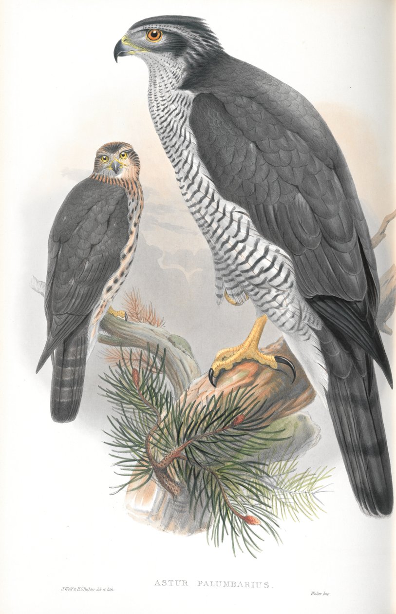 Illusztráció: Astur Palumbarius (Goshawk) alkotó: John Gould