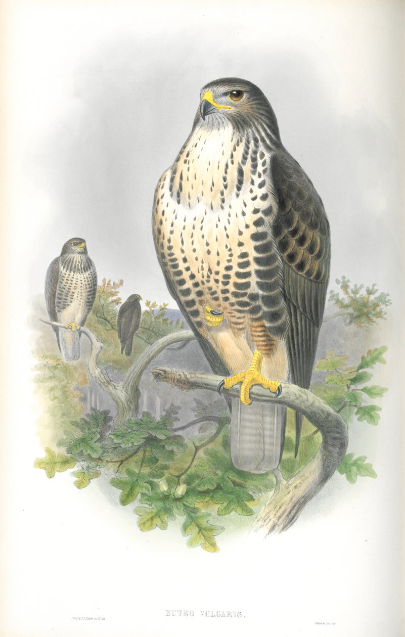 Illusztráció: Buteo Vulgaris (közönséges ölyv) alkotó: John Gould