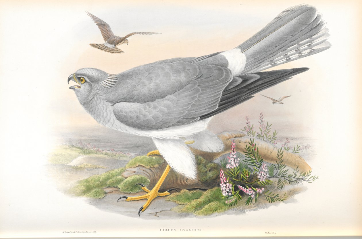 Illusztráció: Circus Cyaneus (tyúkhari) alkotó: John Gould