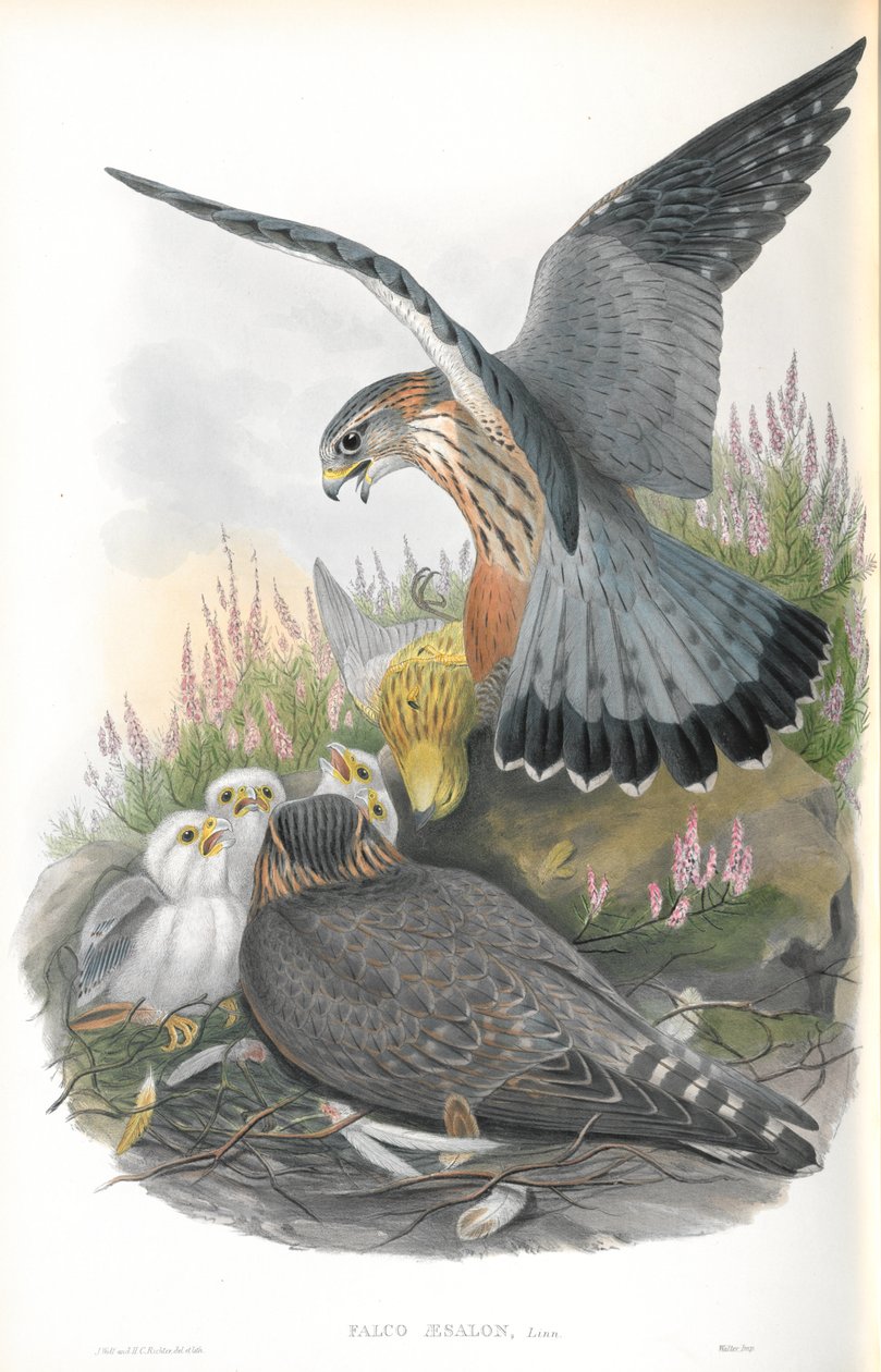 Illusztráció: Falco Aesalon (Merlin) alkotó: John Gould