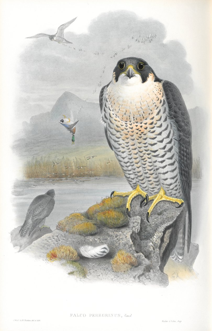 Falco Peregrinus (Peregrine Falcon) illusztrációja alkotó: John Gould