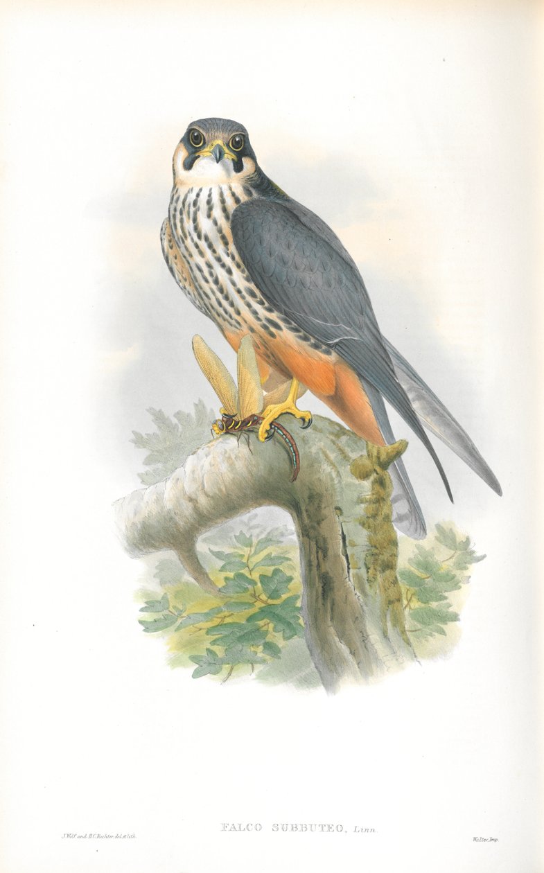 Illusztráció: Falco Subbuteo (hobbi) alkotó: John Gould