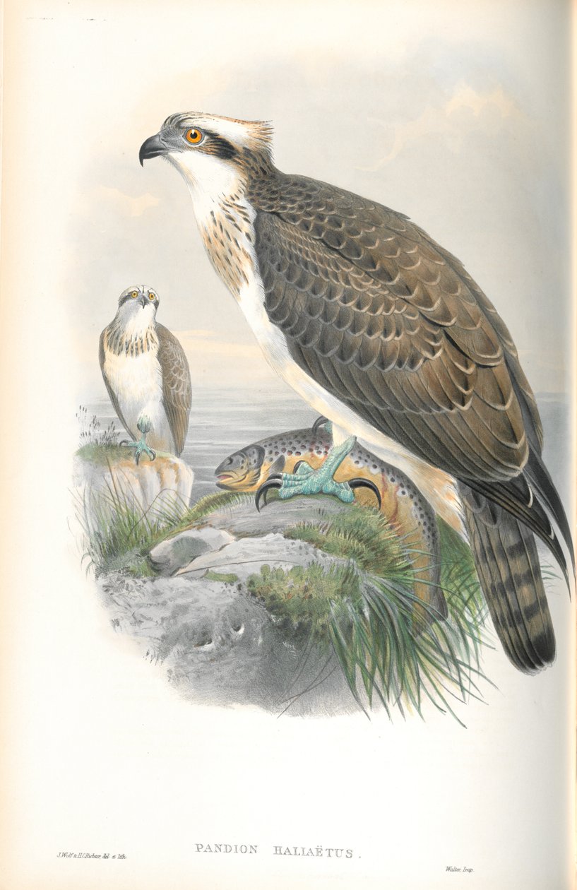 Illusztráció: Pandion Haliaetus (Osprey) alkotó: John Gould