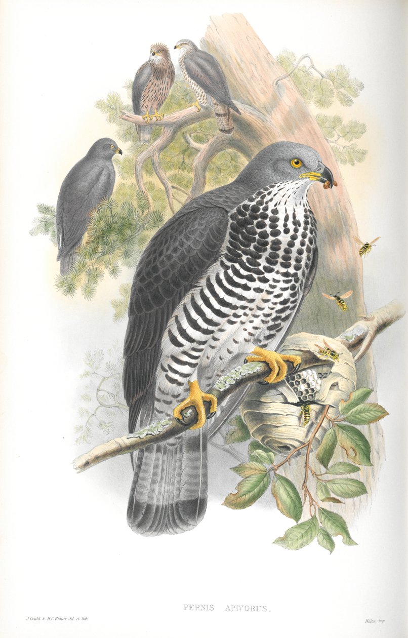 Pernis Apivorus (Mézesölyv) illusztrációja alkotó: John Gould