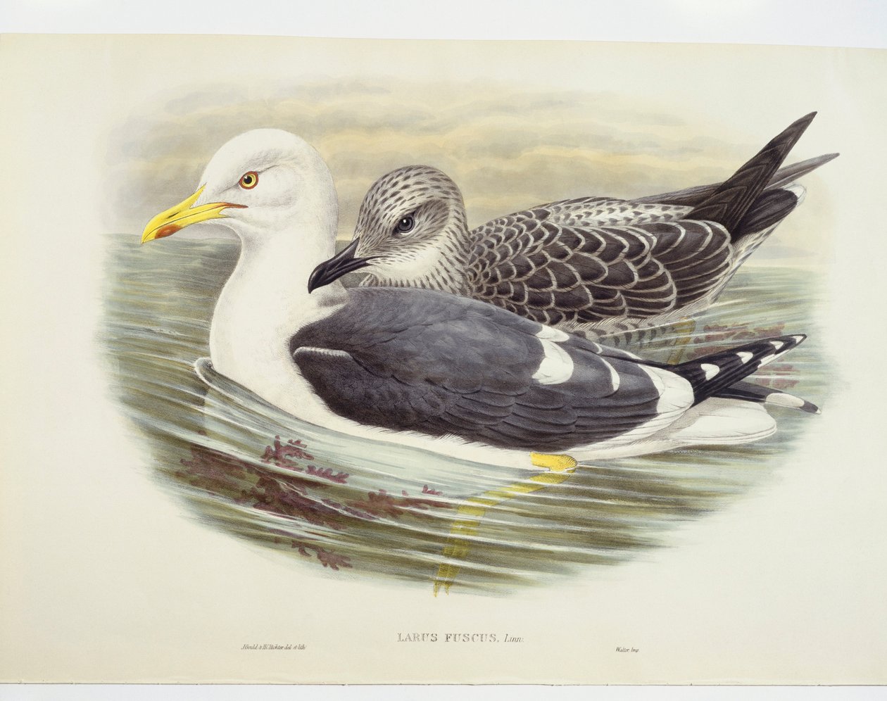 Kissirály (Larus fuscus), illusztráció alkotó: John Gould