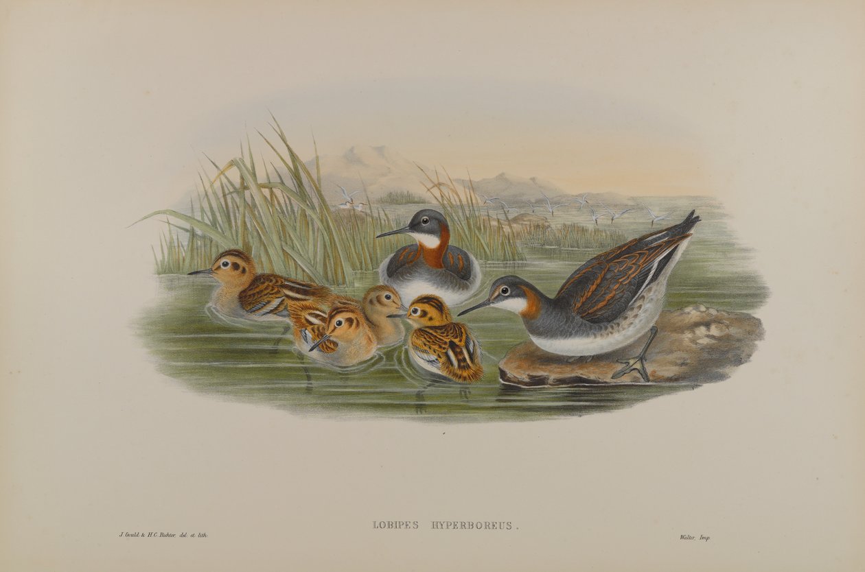 Lobipes Hyperboreus - Vörösnyakú fálnafalóka alkotó: John Gould