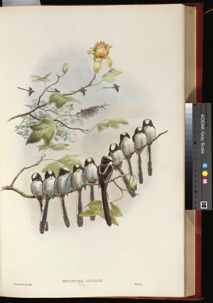 Hosszúfarkú cinege alkotó: John Gould