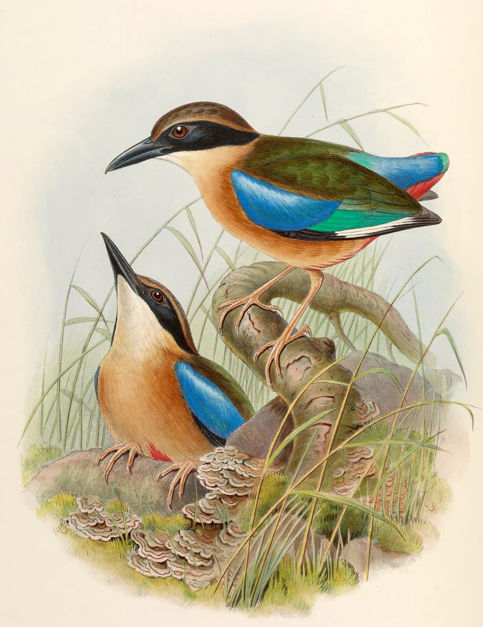 Mangrove Pitta (Kékszárnyú Pitta) Pitta megarhyncha Schlegel alkotó: John Gould