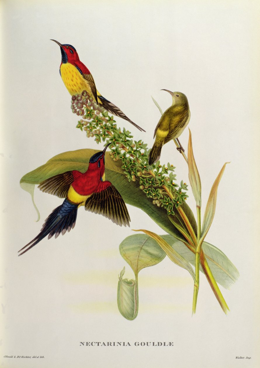 Nectarinia Gouldae a „trópusi madarak”-ból, 19. század alkotó: John Gould