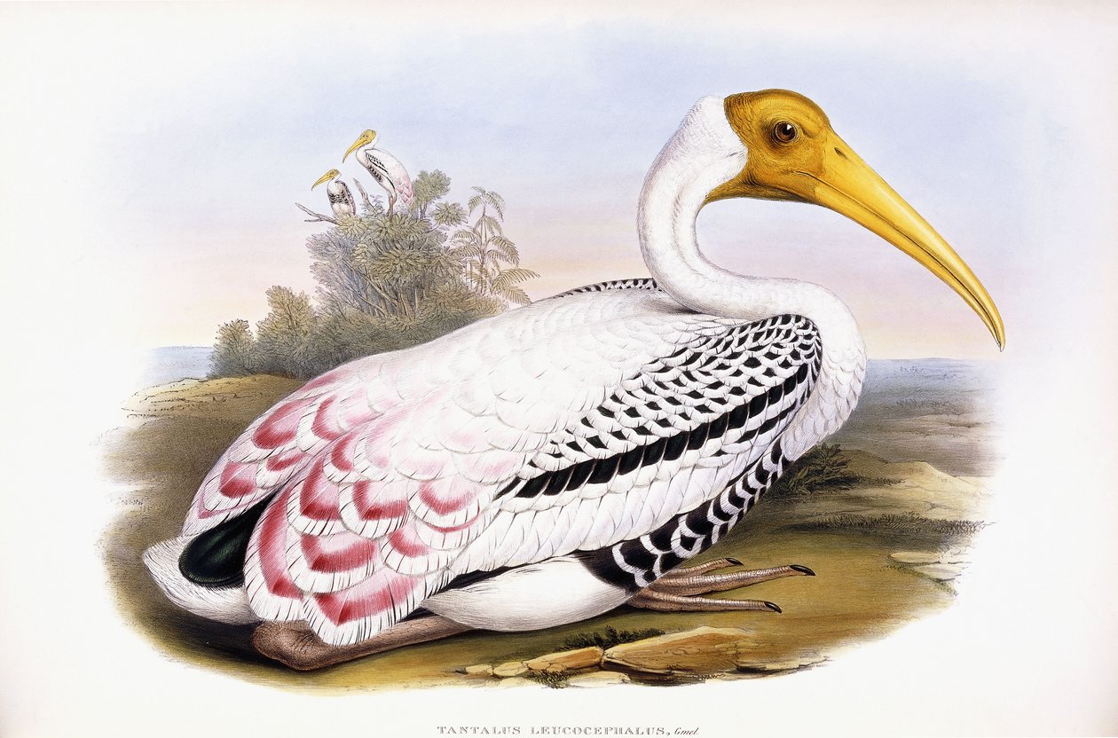 Festett gólya alkotó: John Gould