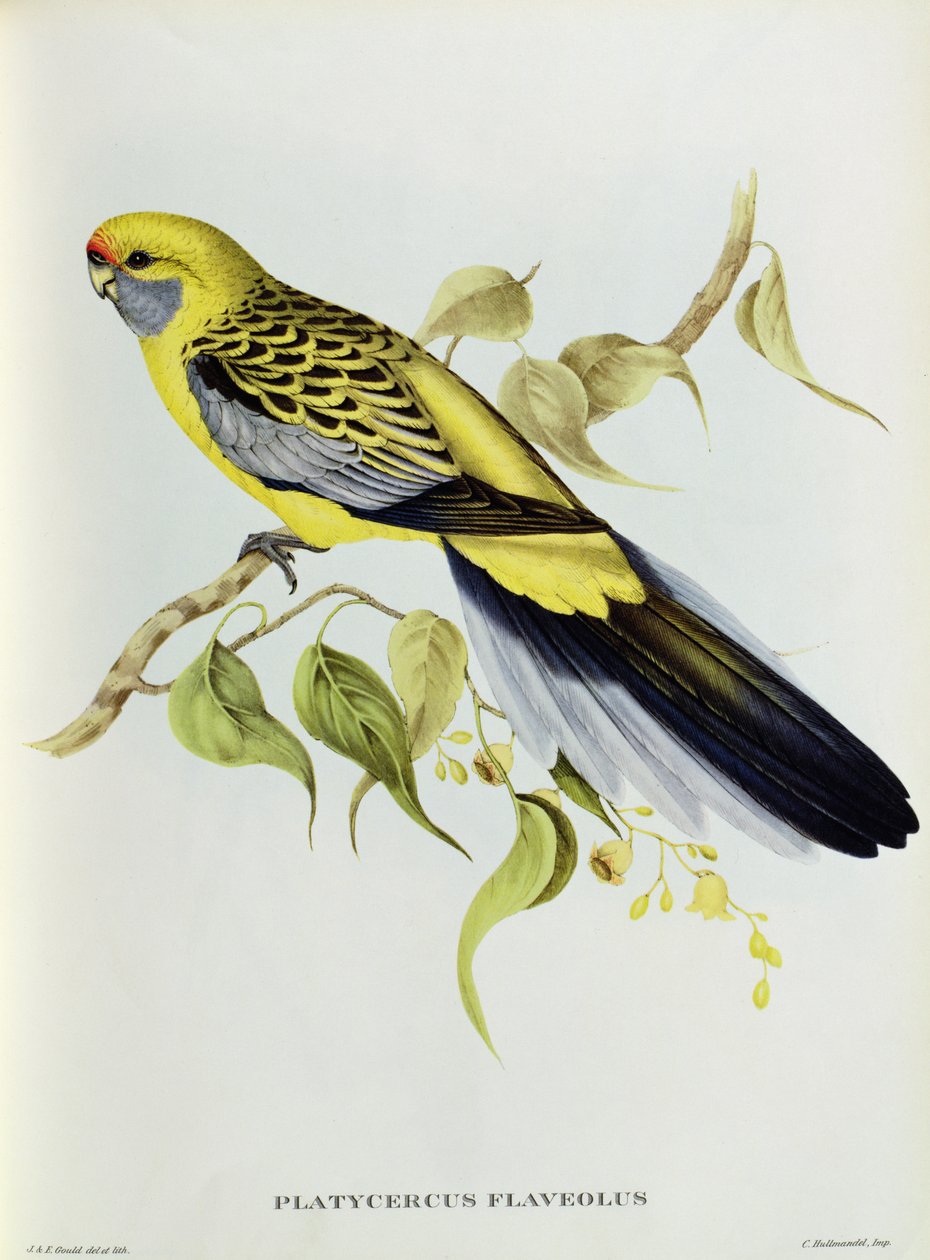Platycercus Flaveolus alkotó: John Gould