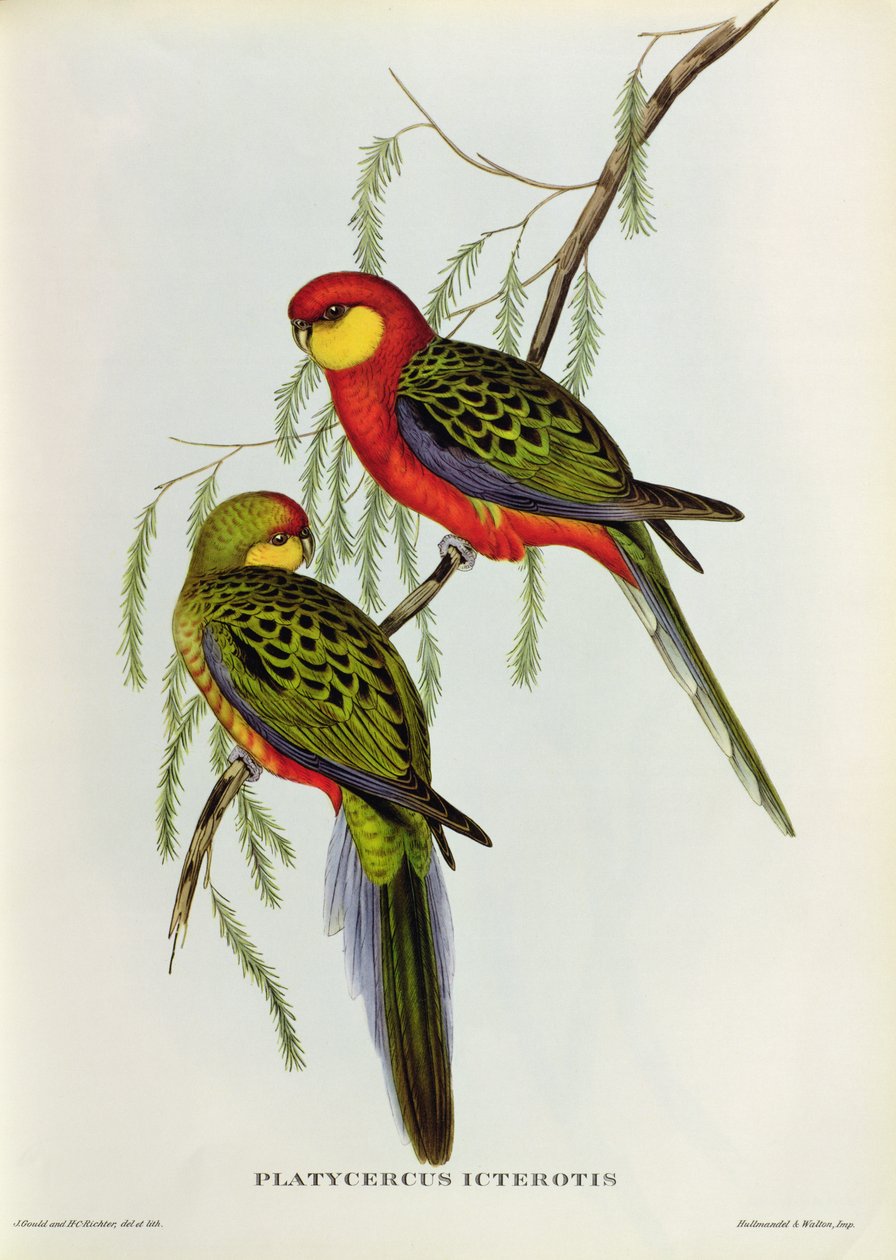 Platycercus Icterotis alkotó: John Gould