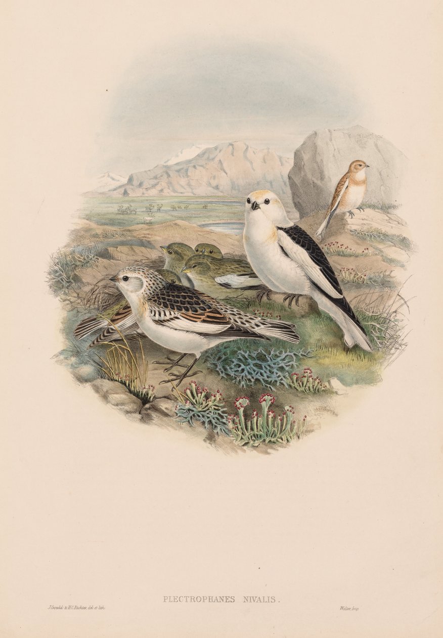 Plestrophanes Nivalis alkotó: John Gould