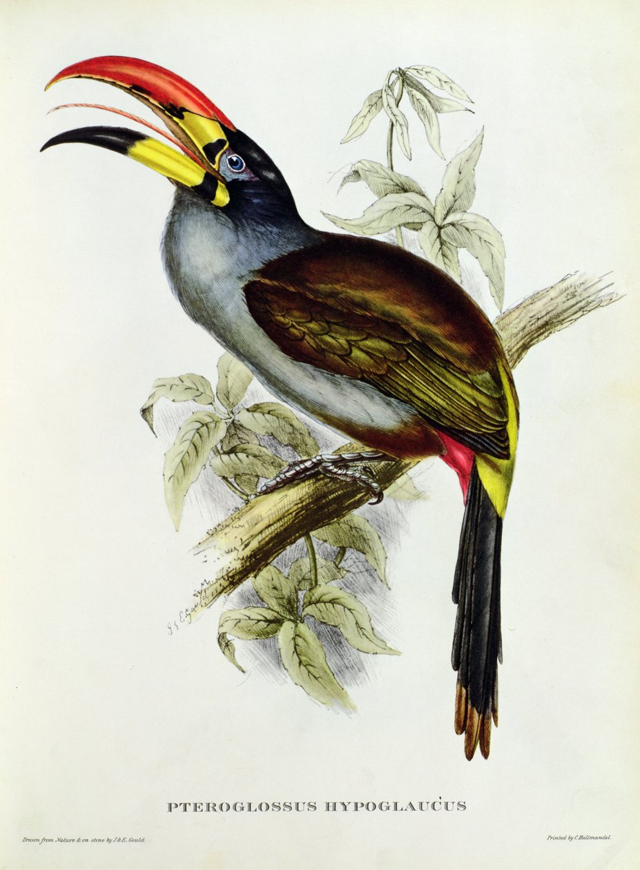 Pteroglossus Hypoglaucus a „trópusi madarak” közül alkotó: John Gould