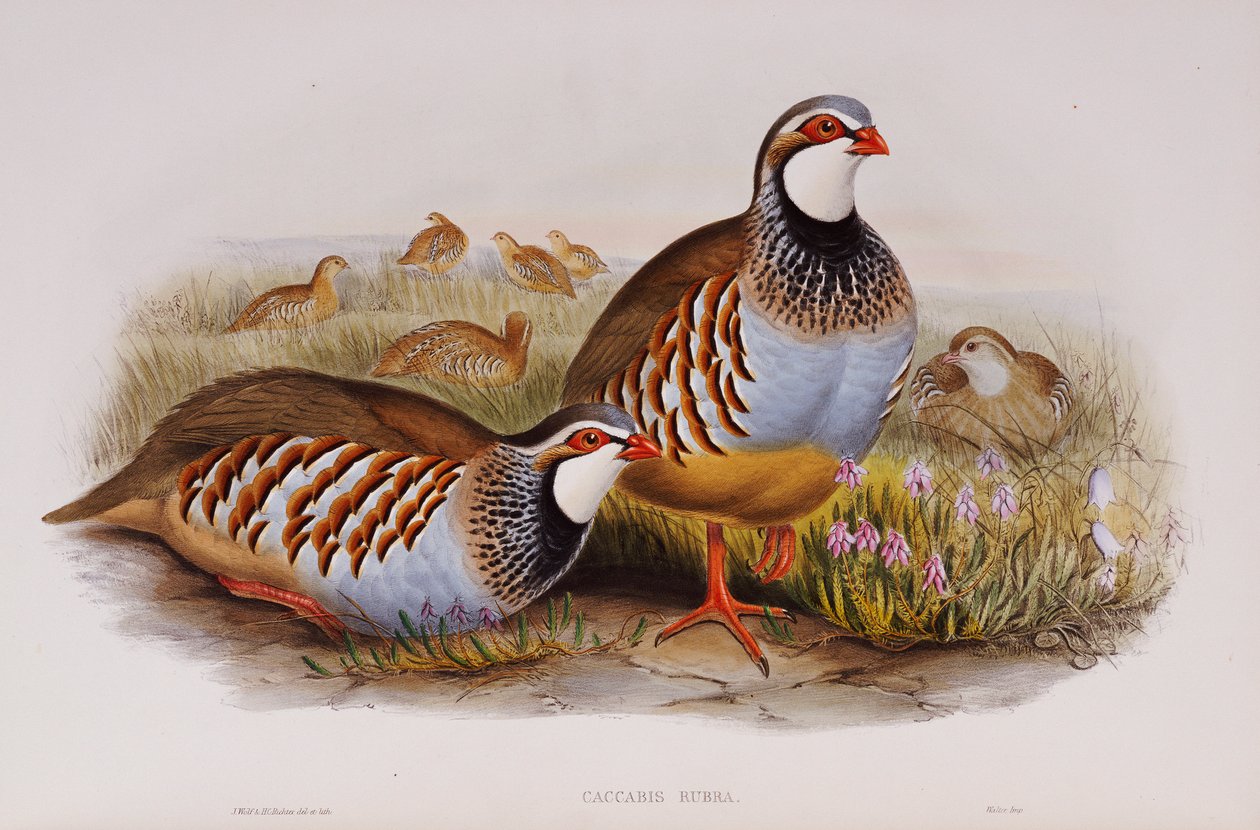 Vörös lábú fogoly, 1862-73 alkotó: John Gould