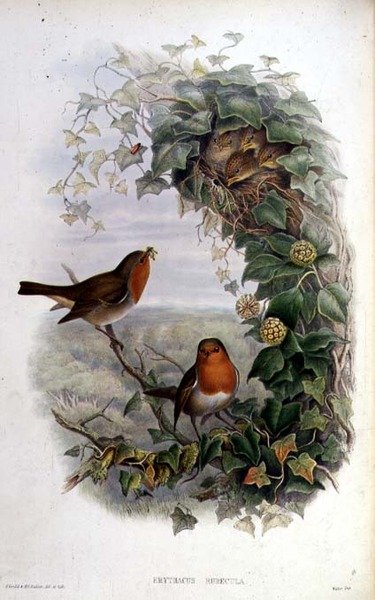 Vörösbegy alkotó: John Gould