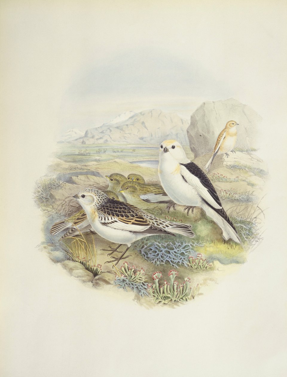 Hósármány (Plectrophenax nivalis), illusztráció alkotó: John Gould