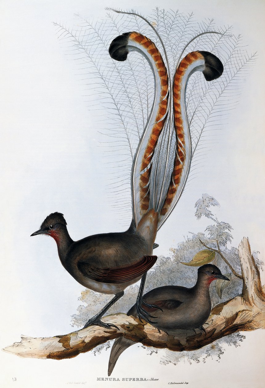 Szuper líramadár (Menura superba) alkotó: John Gould