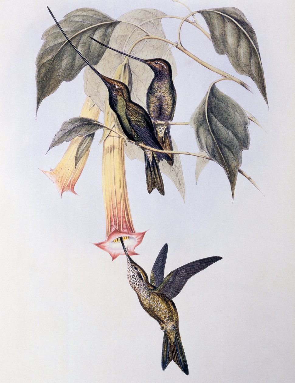 Kardcsőrű kolibri (Docimastes ensiferus) alkotó: John Gould