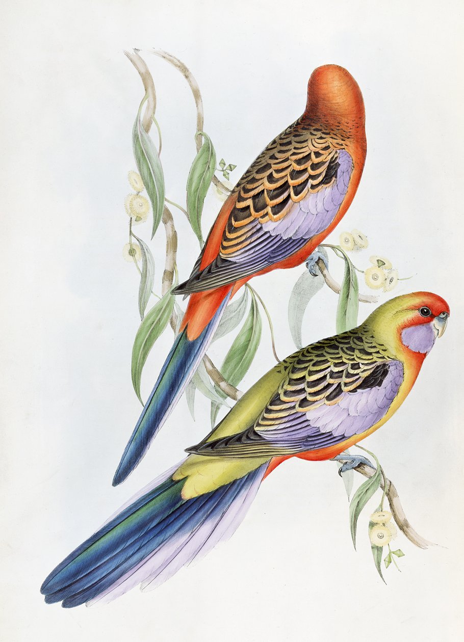 Ismeretlen kép alkotó: John Gould