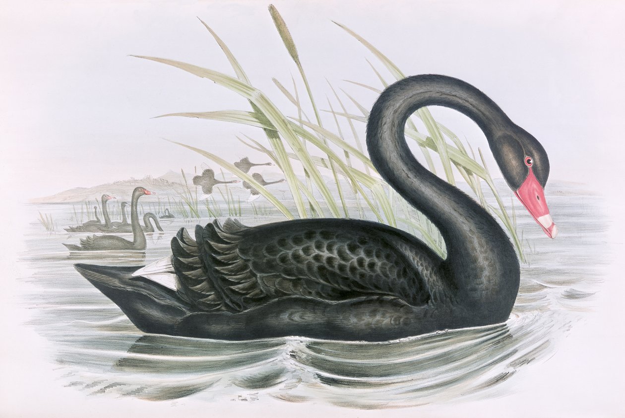 Ismeretlen kép alkotó: John Gould