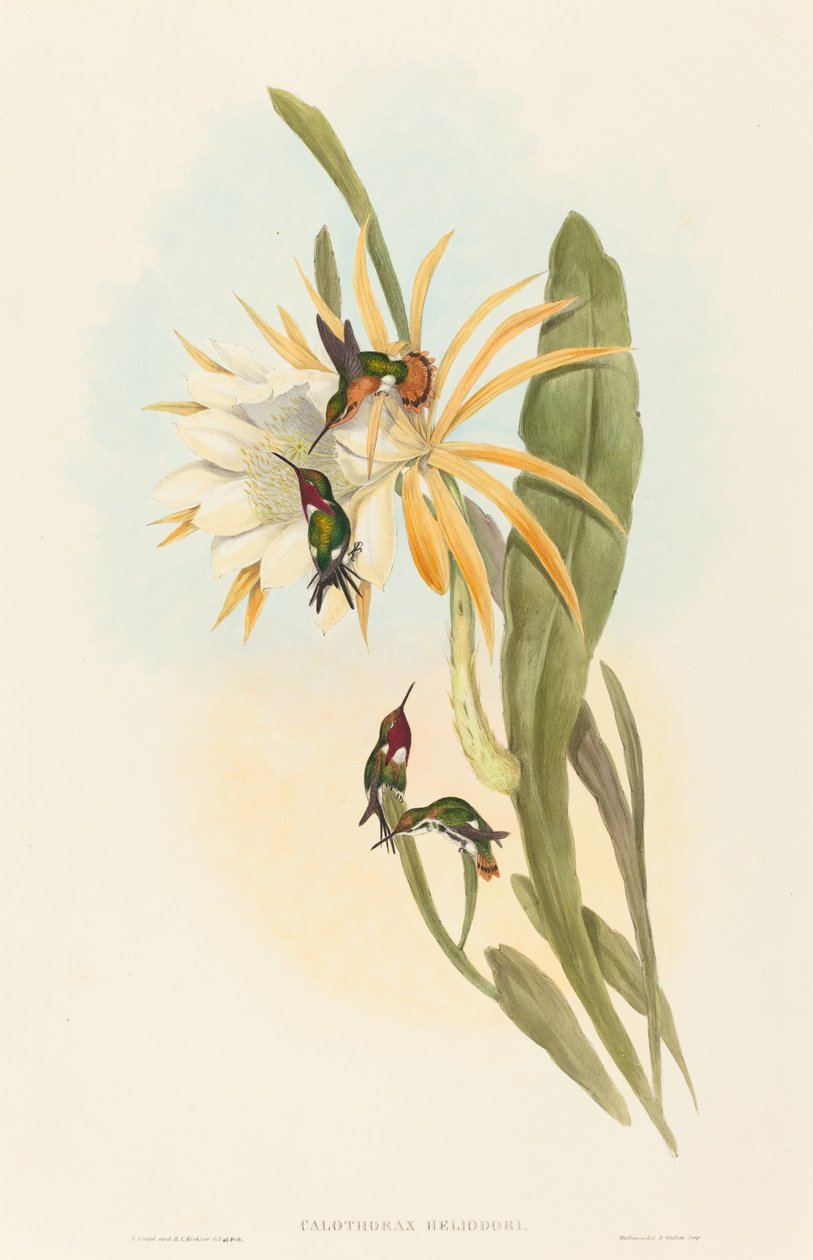 Calothorax heliodorus alkotó: John Gould and H.C. Richter