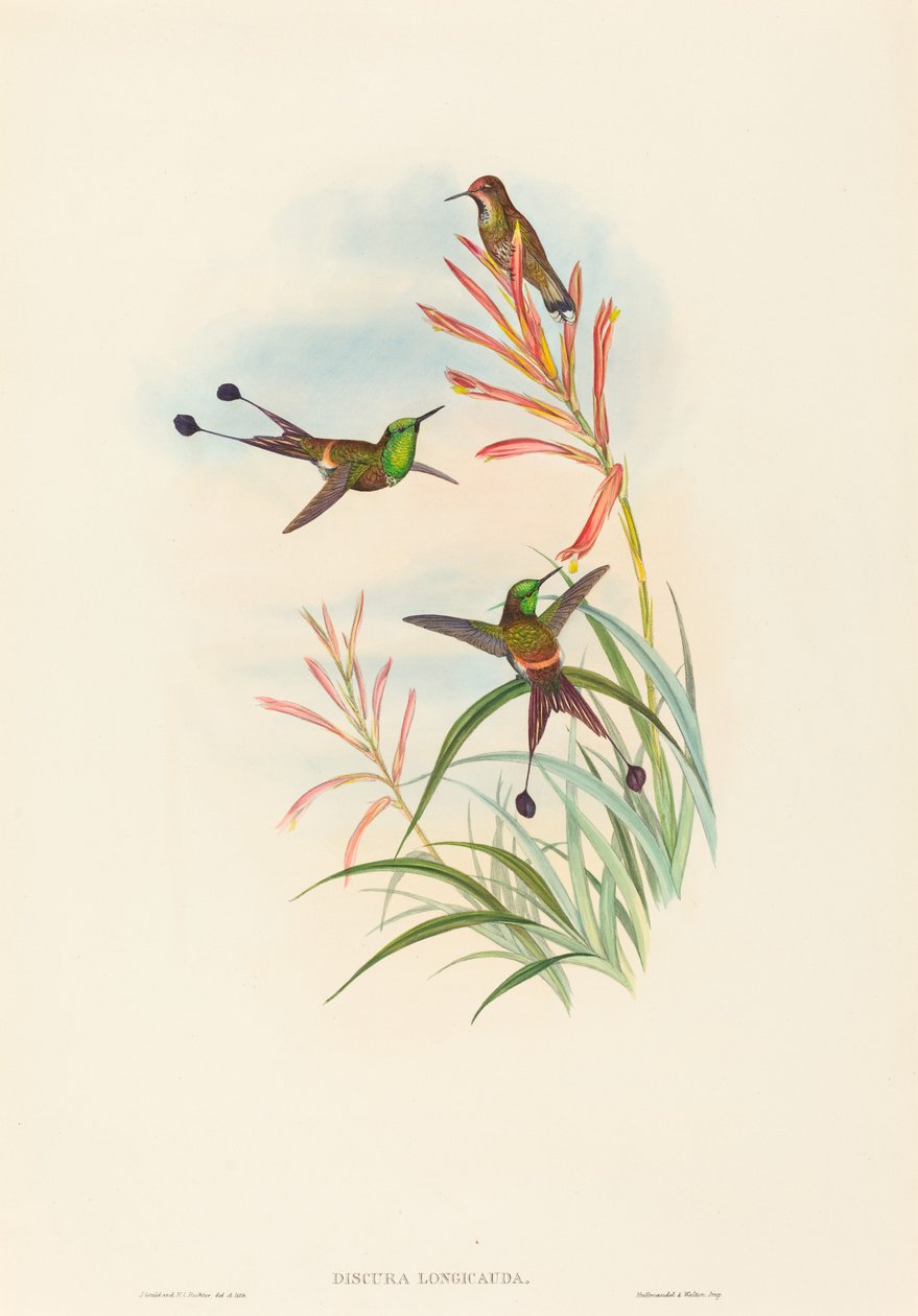 Discura longicauda (ütőfarkú) alkotó: John Gould and H.C. Richter