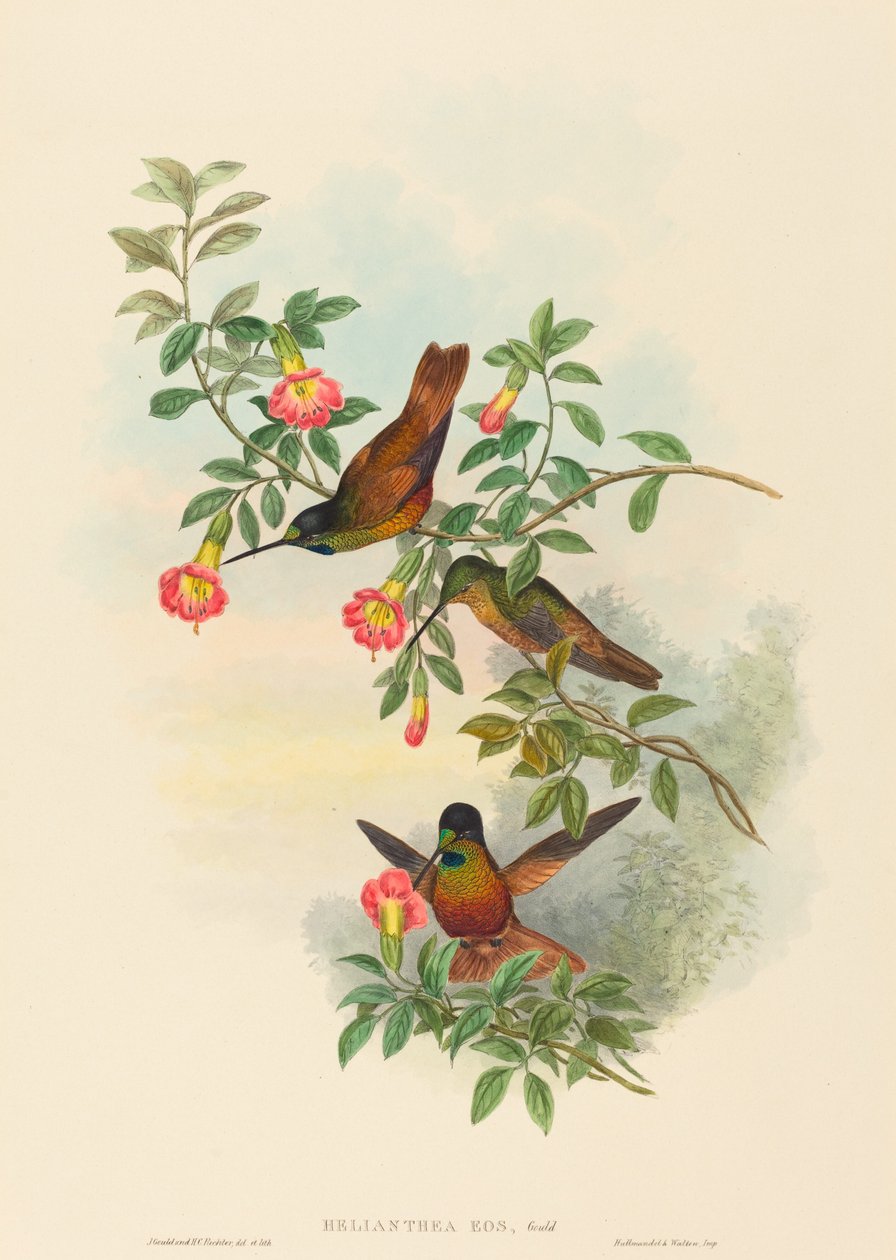Helianthea eos (Golden Star frontlet) alkotó: John Gould and H.C. Richter