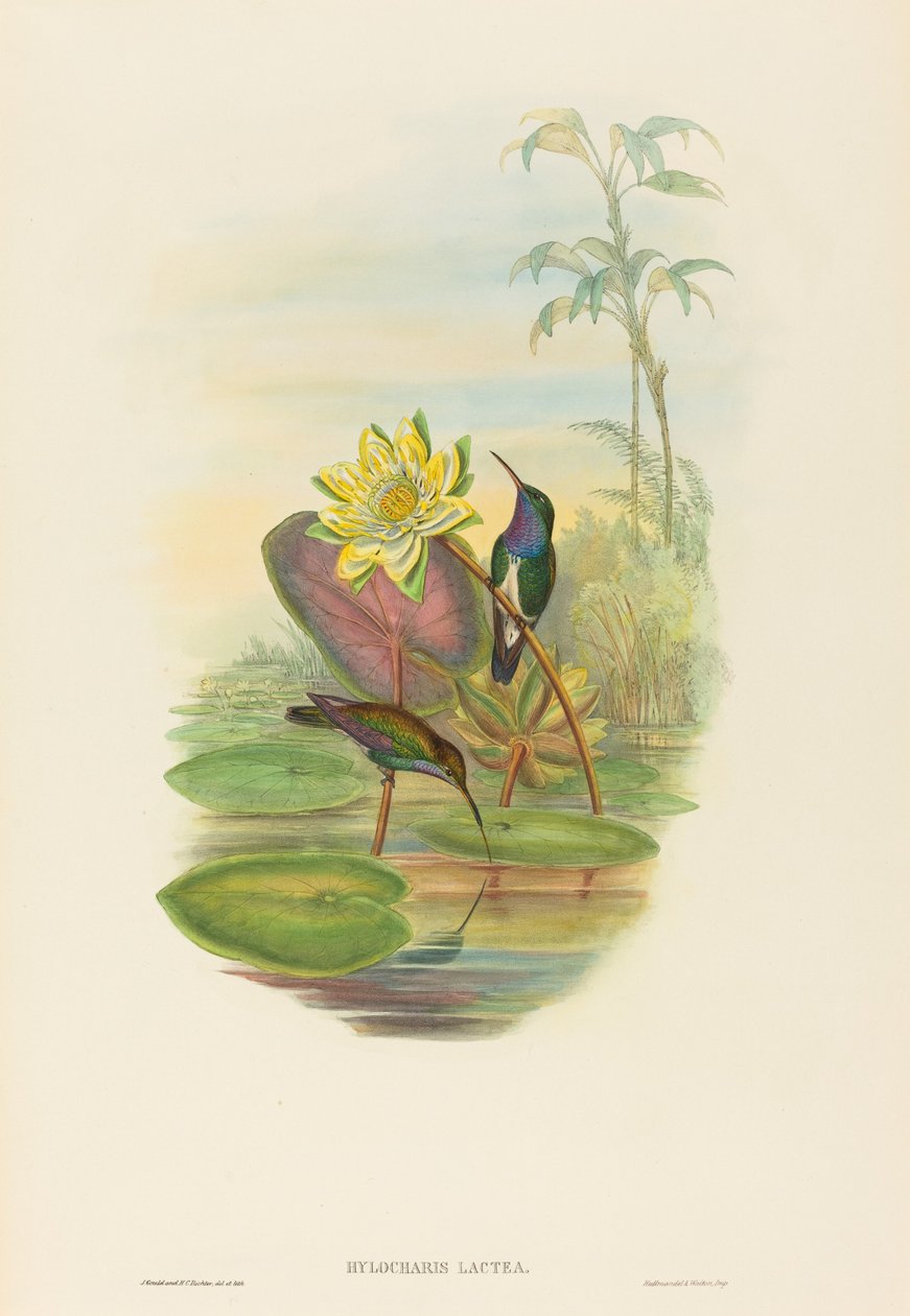 Hylocharis lactea (zafír mellű smaragd) alkotó: John Gould and H.C. Richter