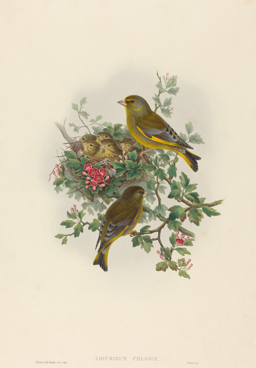 Ligurinus chloris (zöldpinty) alkotó: John Gould and H.C. Richter