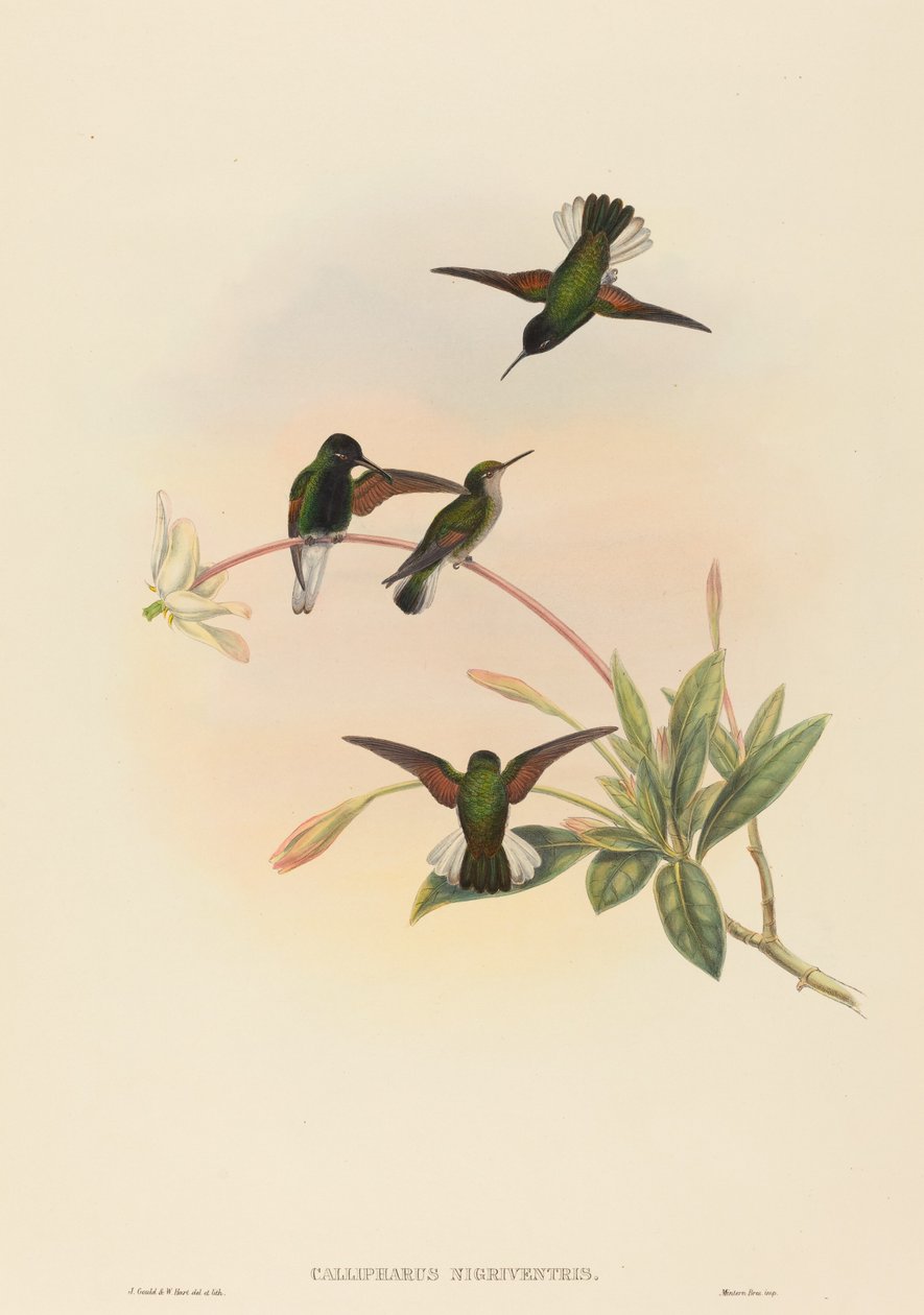 Callipharus nigriventris (feketehasú kolibri) alkotó: John Gould and W. Hart