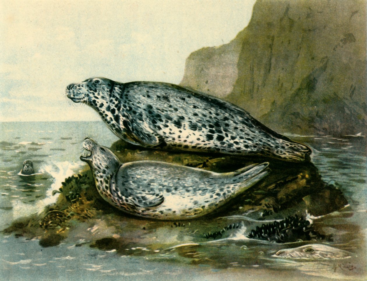 „Grey Seal”, c1905, 1943. alkotó: John Guille Millais