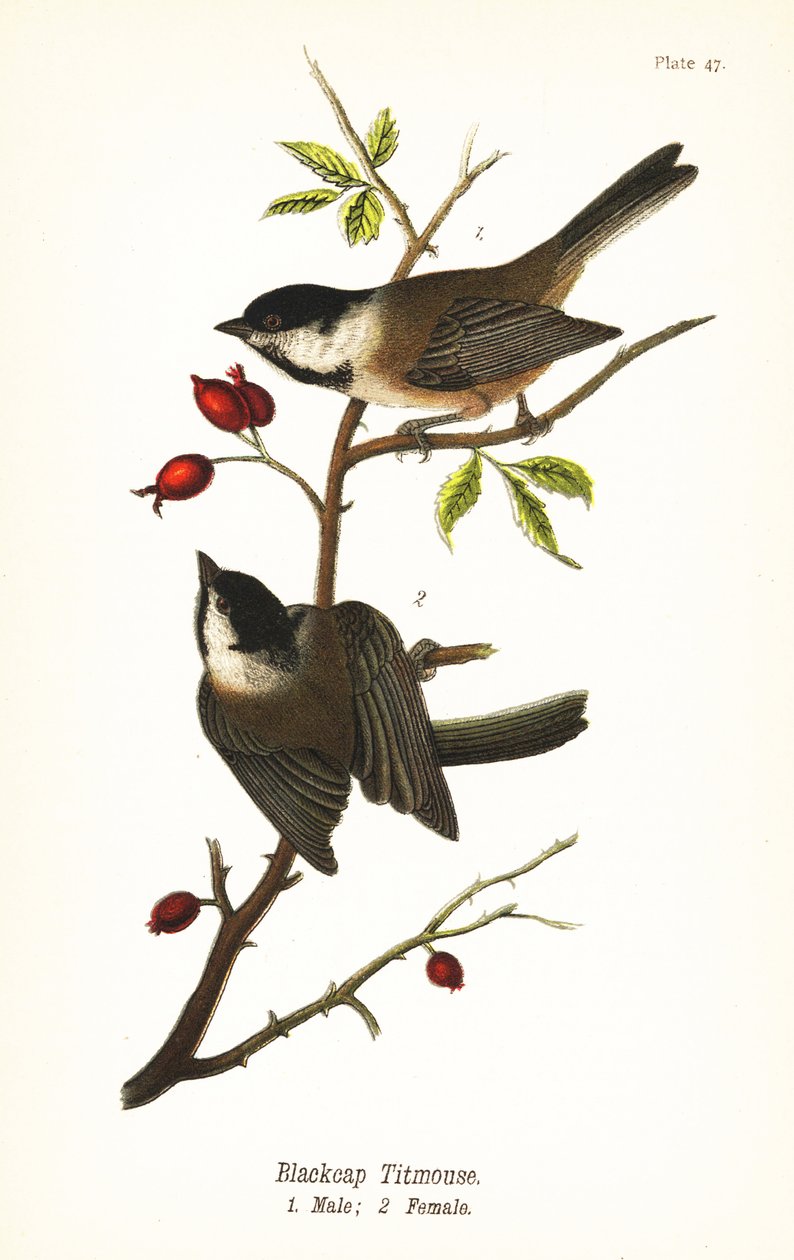Fekete sapkás csirke, Poecile atricapillus alkotó: John James (after) Audubon