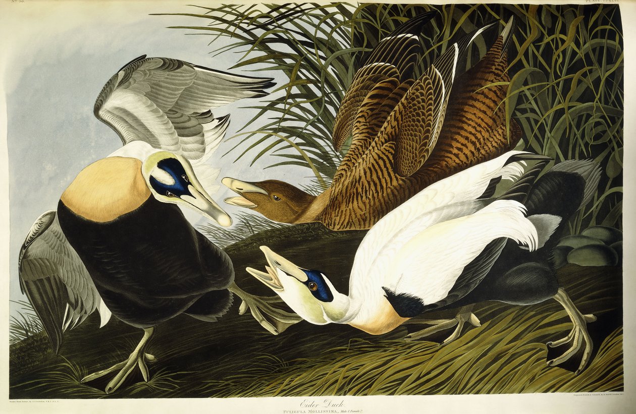 Eder kacsa, hím és nőstény alkotó: John James (after) Audubon