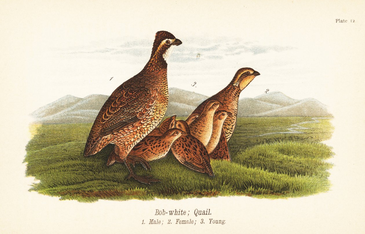 Északi csücske, Colinus virginianus alkotó: John James (after) Audubon
