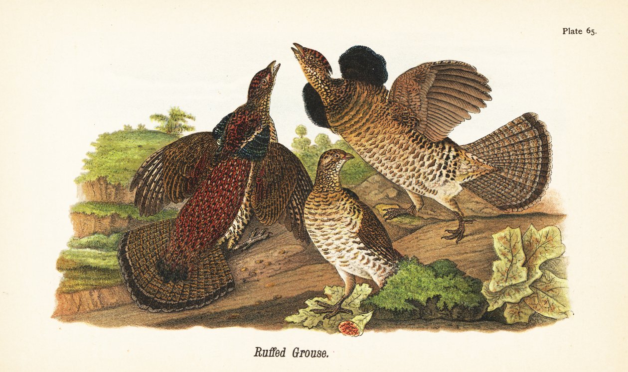 Nyírfajd, Bonasa umbellus alkotó: John James (after) Audubon