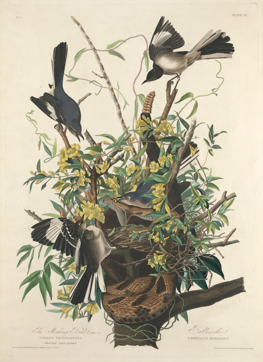 A gúnyos madár alkotó: John James (after) Audubon