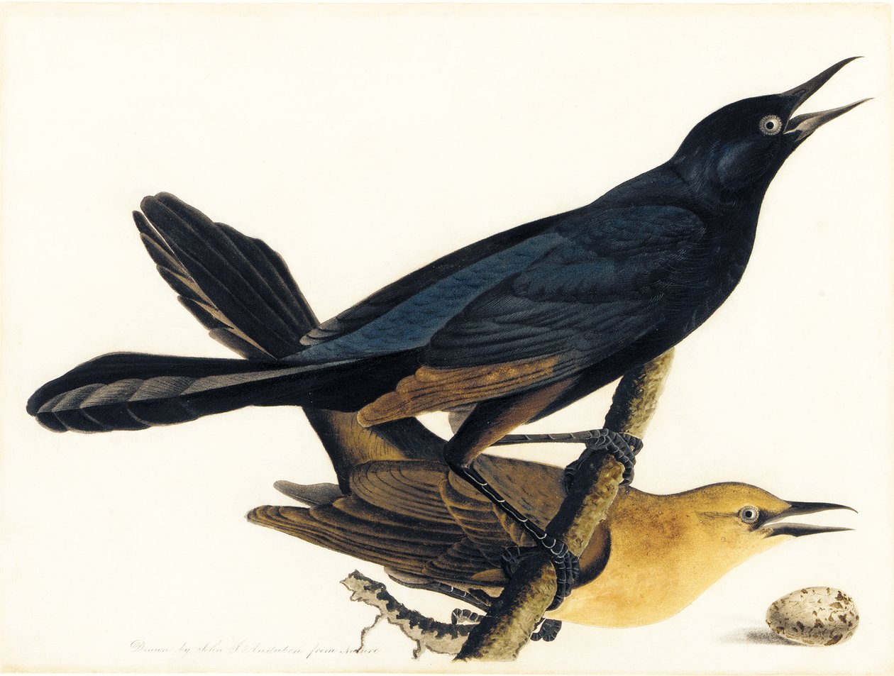 Egy pár csónakfarkú markolat alkotó: John James Audubon