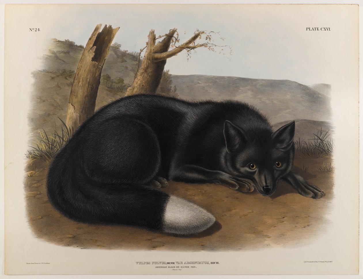 Amerikai fekete vagy ezüst róka alkotó: John James Audubon