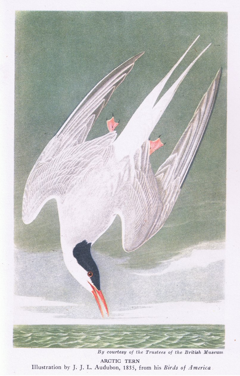 Sarkvidéki csér alkotó: John James Audubon