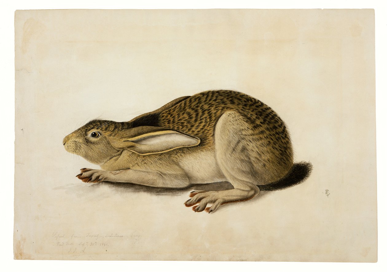 Feketefarkú nyúl alkotó: John James Audubon